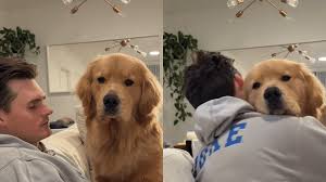 Golden Retriever Boyfriend Trend Takes Over US Dating Culture